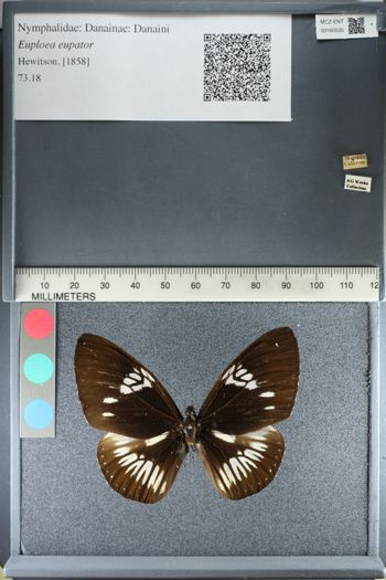 Media type: image;   Entomology 160535